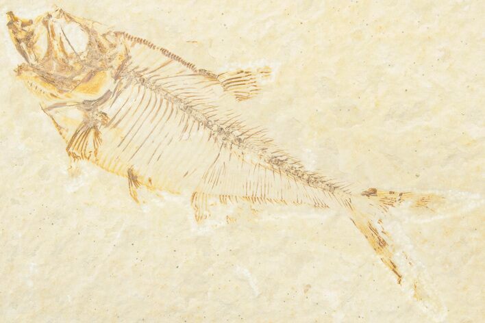 Fossil Fish (Diplomystus) - Green River Formation #217646